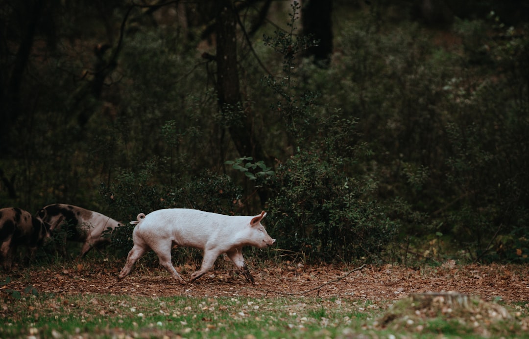 Photo piglet, farm